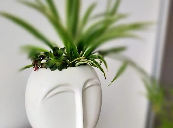 Luca's Forest Апартаменты Тимишоара